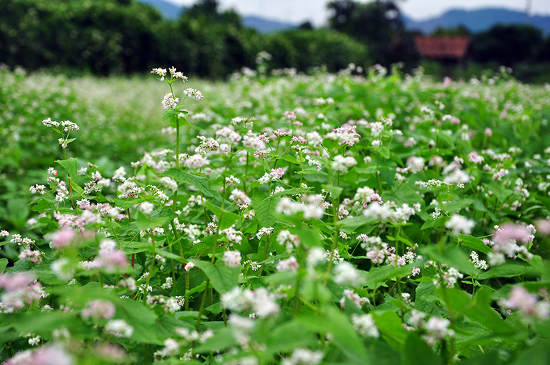 ngan ngo voi huong duong o thien duong hoa quang la