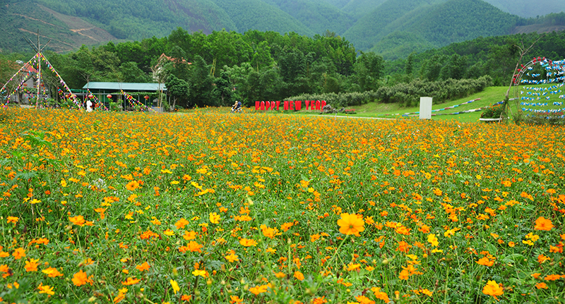 ngan ngo voi huong duong o thien duong hoa quang la