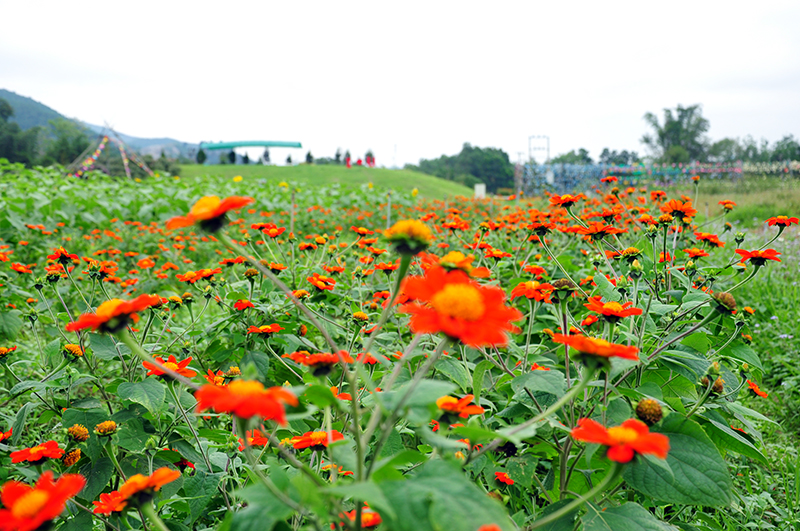 ngan ngo voi huong duong o thien duong hoa quang la