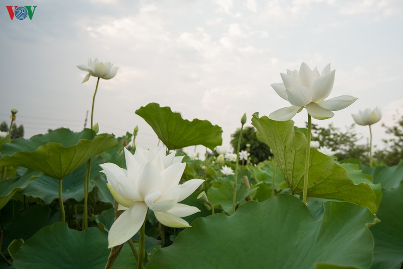 ngan ngo truoc ve dep cua dam sen trang tai ha noi