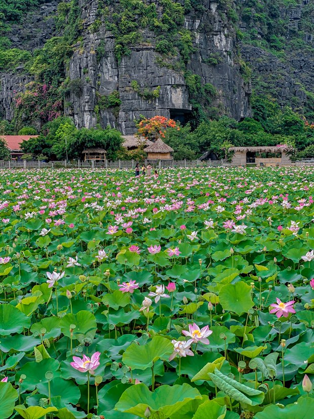 dam sen ky la no toi tan mua dong duoi chan nui ngoa long