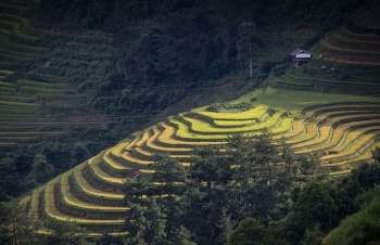 Vùng cao Yên Bái vào “mùa vàng"- mùa đẹp nhất trong năm