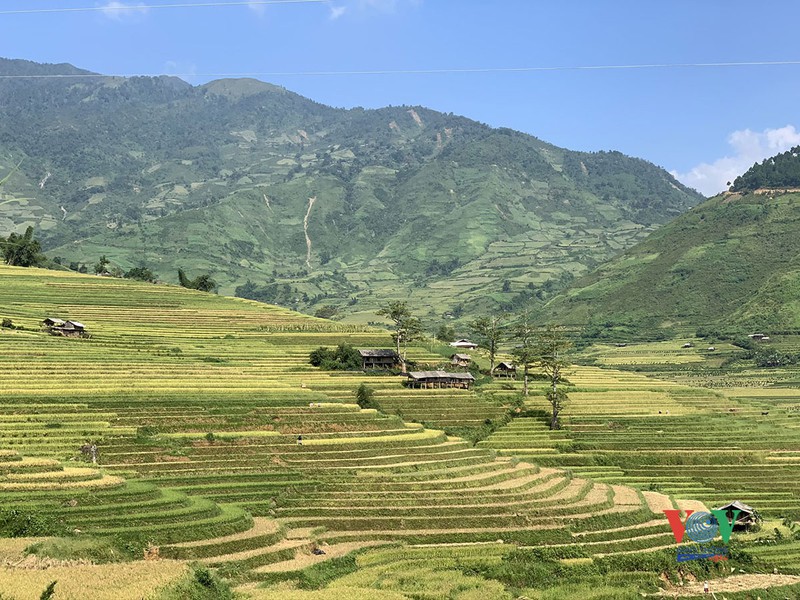 vung cao yen bai vao mua vang mua dep nhat trong nam