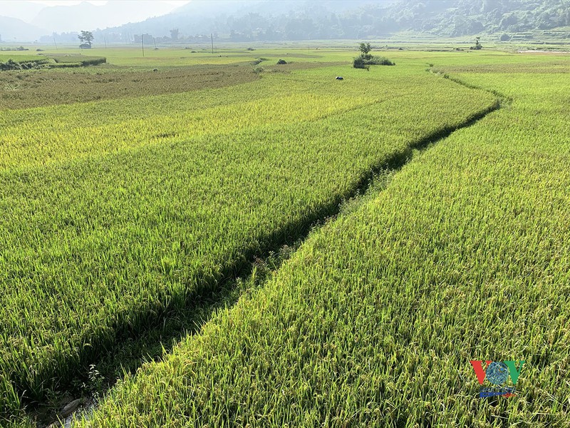 vung cao yen bai vao mua vang mua dep nhat trong nam