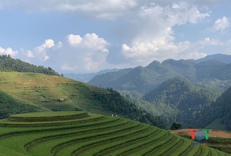 vung cao yen bai vao mua vang mua dep nhat trong nam