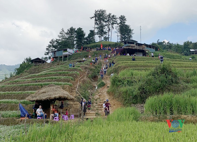 vung cao yen bai vao mua vang mua dep nhat trong nam