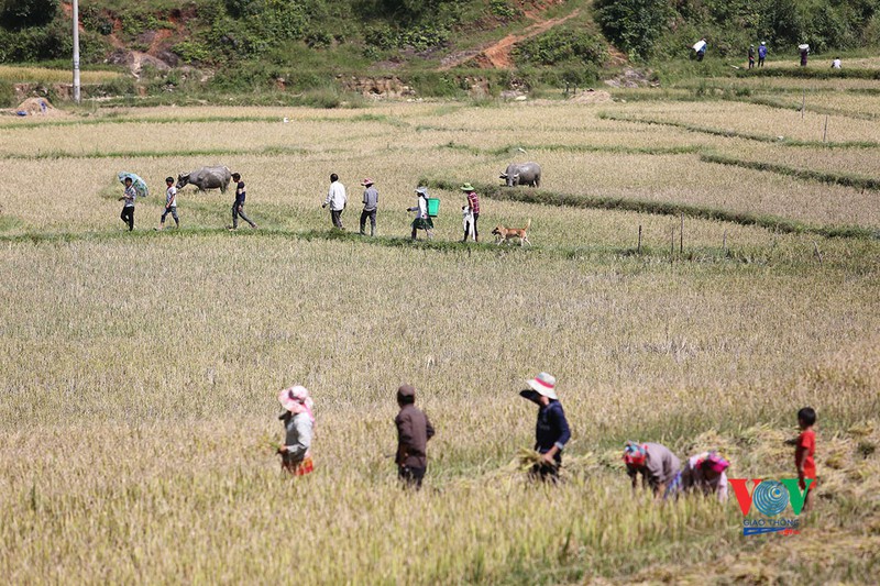 vung cao yen bai vao mua vang mua dep nhat trong nam