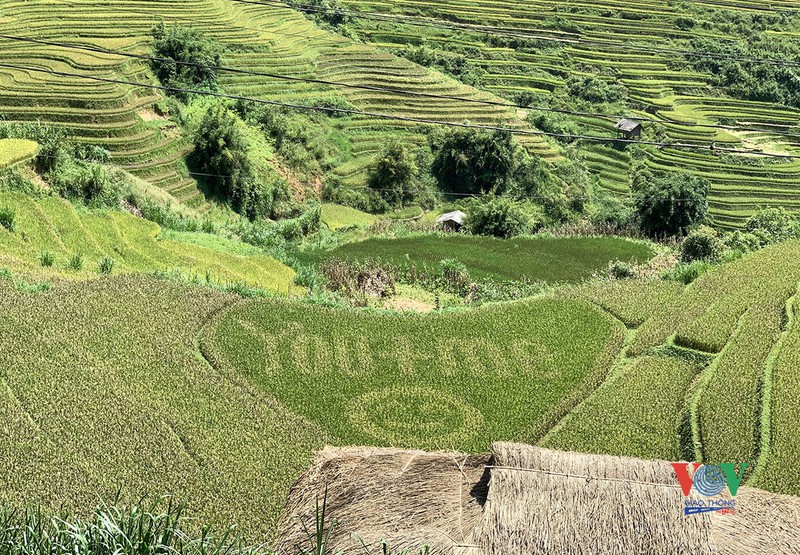 vung cao yen bai vao mua vang mua dep nhat trong nam