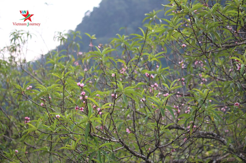 moc chau bung sang sac hoa trai mua