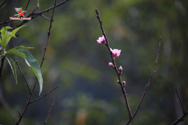 moc chau bung sang sac hoa trai mua