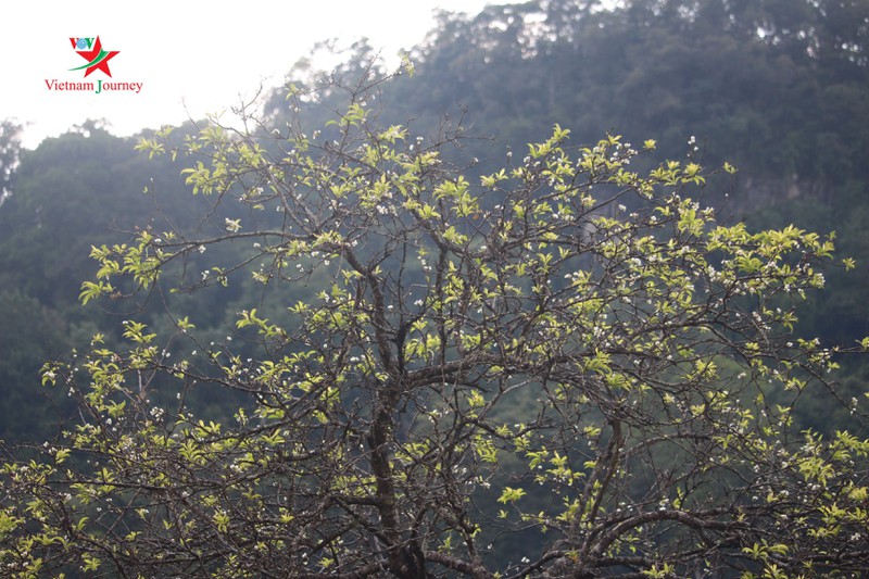 moc chau bung sang sac hoa trai mua