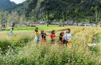 Thế là, mùa tam giác mạch đã về với Hà Giang!