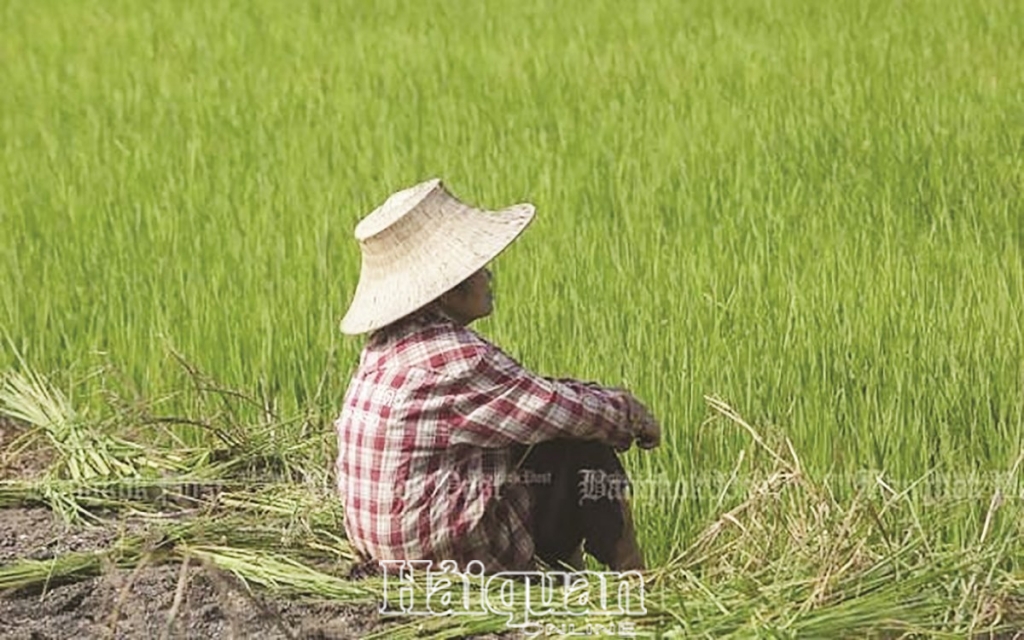 thai lan tiep tuc ho tro nong dan binh on gia gao