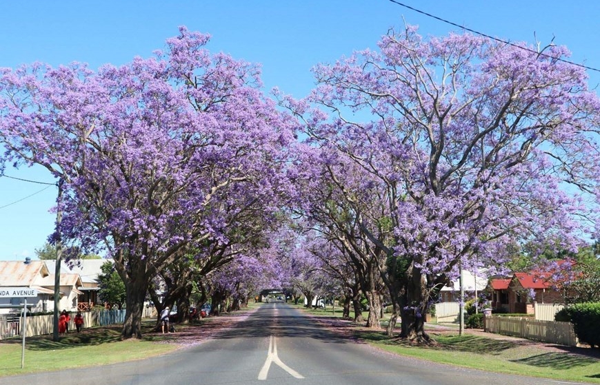 Australia: Rực rỡ mùa hoa phượng tím tại thị trấn Grafton