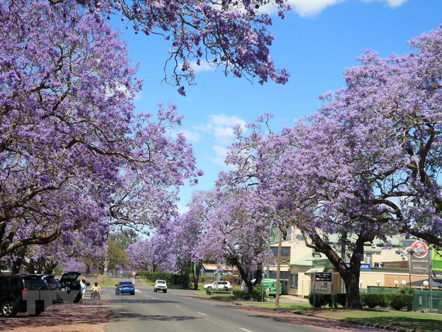 Australia: Rực rỡ mùa hoa phượng tím tại thị trấn Grafton