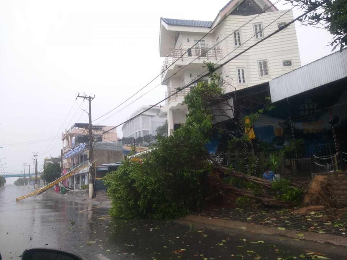 Bão số 12 đổ bộ vào Khánh Hòa, Phú Yên gây mưa lớn, nhiều cây xanh gãy đổ