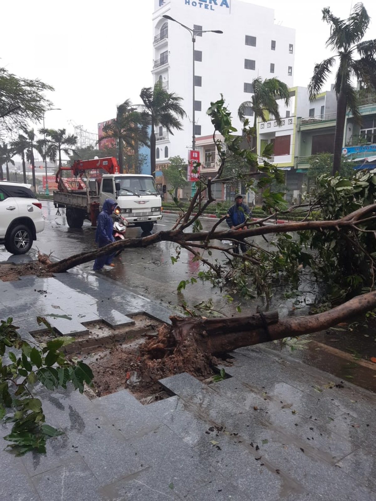 Bão số 12 đổ bộ vào Khánh Hòa, Phú Yên gây mưa lớn, nhiều cây xanh gãy đổ