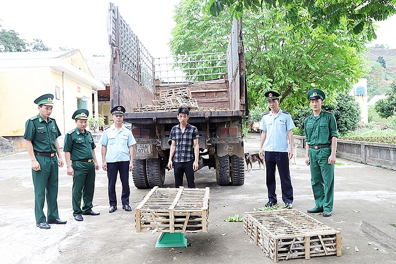 hai quan hoanh mo phoi hop bat 400 kg thit meo nhap lau