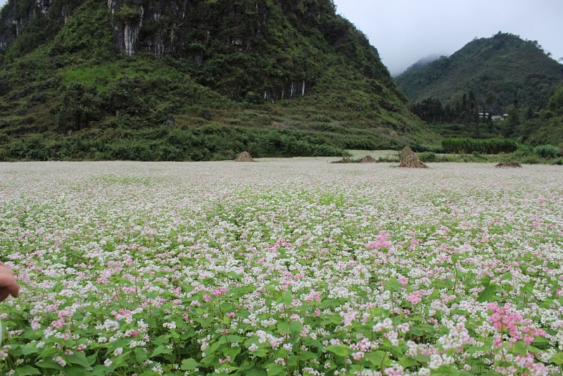 ruc ro nhung sac hoa tren cao nguyen da ha giang