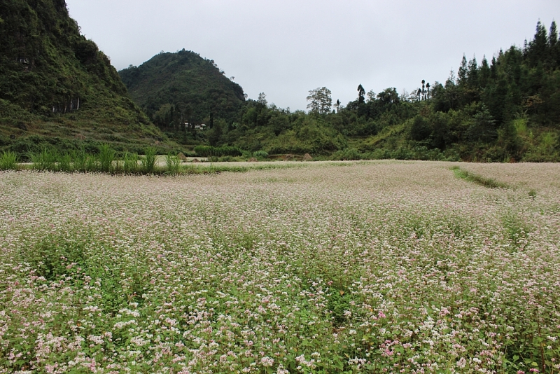 ruc ro nhung sac hoa tren cao nguyen da ha giang