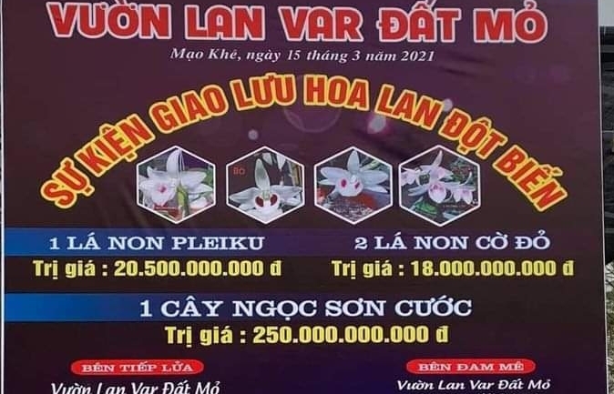 Giao dịch lan đột biến giá trị "khủng": Ngành Thuế quản lý ra sao?