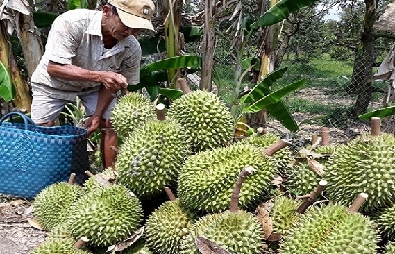 Tổng cục Thuế lên tiếng về thông tin "thu thuế sầu riêng"