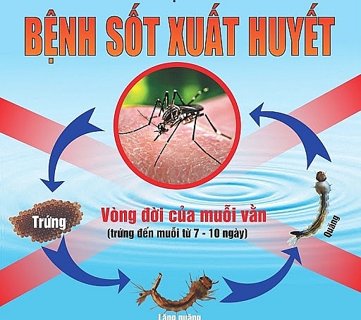 Hà Nội: Tăng số ca mắc sốt xuất huyết