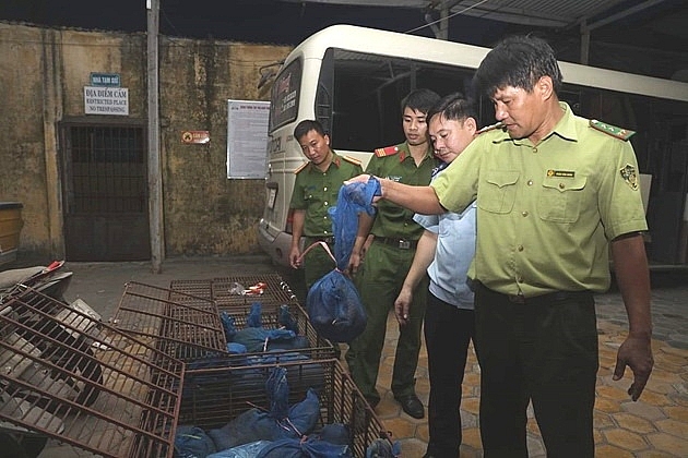 hai quan cau treo phoi hop bat 140 kg te te tu lao ve viet nam