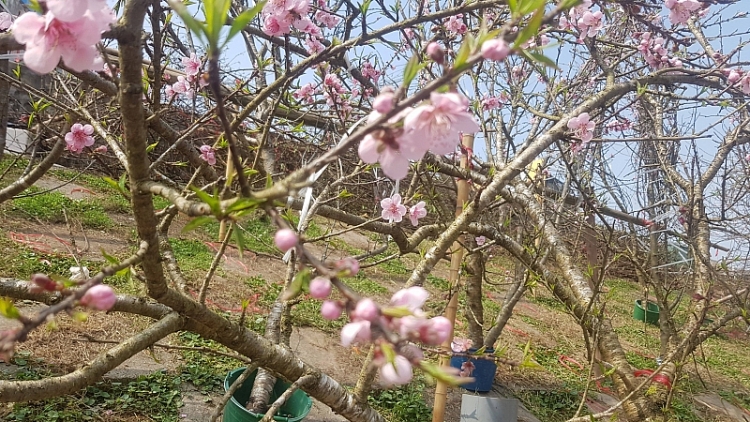 ngop troi sac dao xuan ngay giap tet