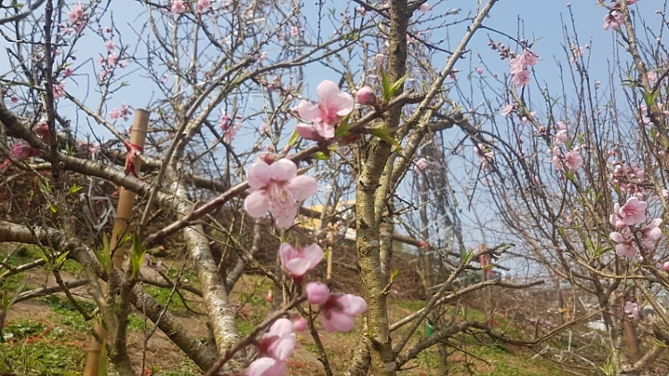 ngop troi sac dao xuan ngay giap tet