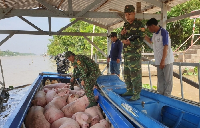 Xử nghiêm nhập lậu, buôn bán trái phép lợn, sản phẩm lợn