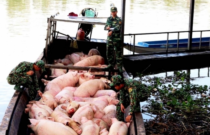 Quyết ngăn chặn nhập lậu lợn trên đường mòn, lối mở