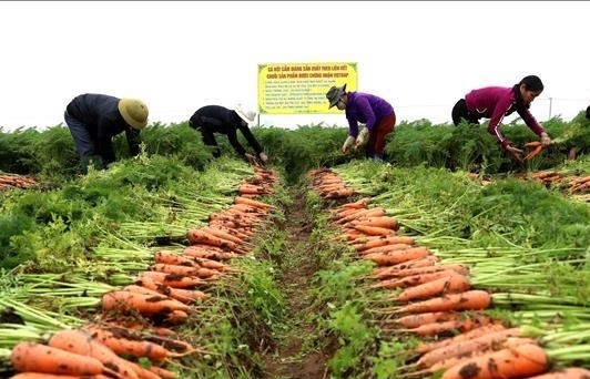 Gấp rút "giải cứu" nông sản Hải Dương, Quảng Ninh ế ẩm vì Covid-19