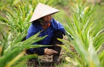 Vì sao ngành dược liệu mãi chưa “lớn” nổi?