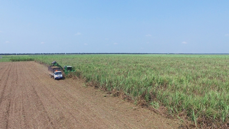 ttc sugar day manh xuat khau duong sang eu trung quoc