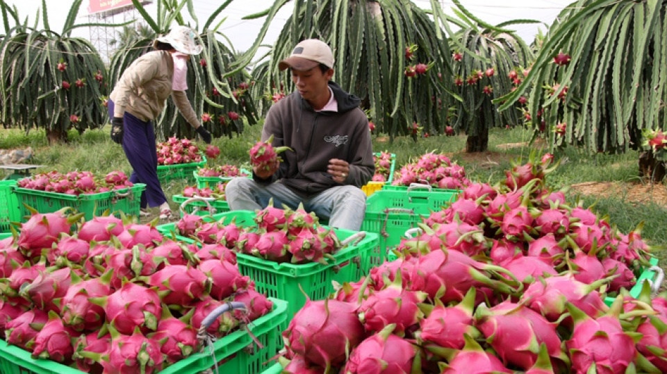 xuat khau rau qua sang trung quoc giam gan 30