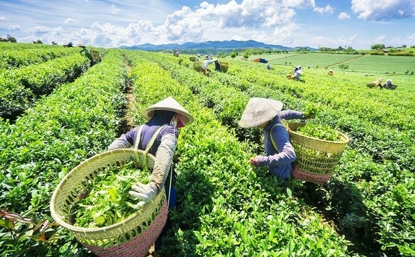 che viet lao dao vi thi truong xuat khau dong bang