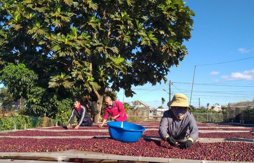 Chè, cà phê Việt nhiều cơ hội đẩy mạnh xuất khẩu vào Ấn Độ