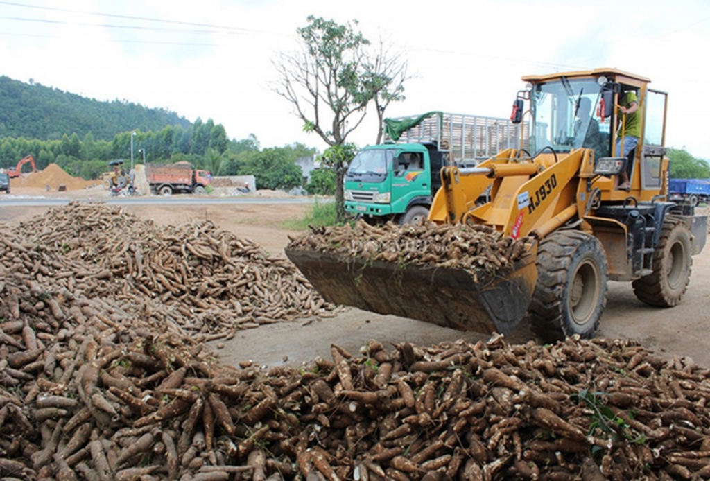 Xuất khẩu sắn đột ngột tăng mạnh