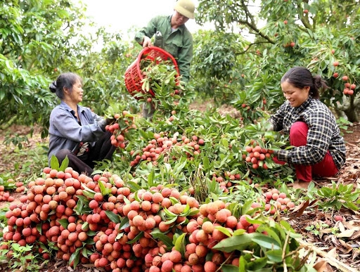 Bắc Giang đã xuất hơn 1.000 tấn vải thiều sang Trung Quốc