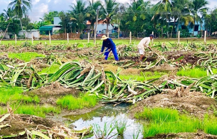 Bộ NN&PTNT thông tin về việc nông dân ồ ạt chặt bỏ thanh long