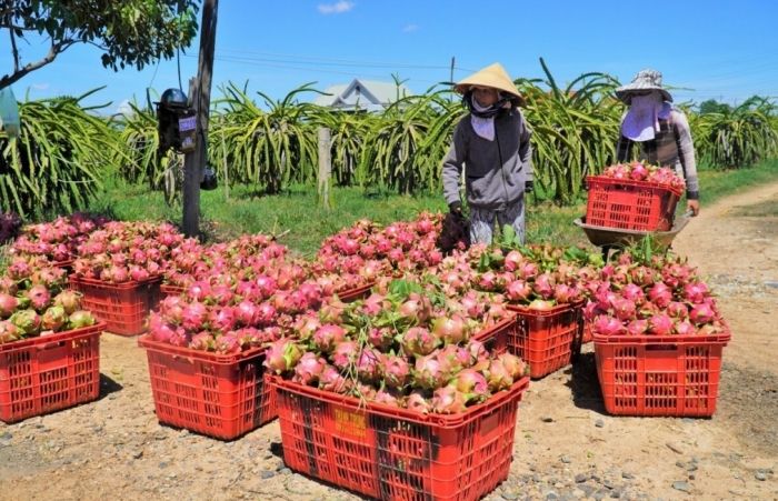 Thủ tướng yêu cầu hỗ trợ kết nối đầu ra cho nông sản đến vụ thu hoạch