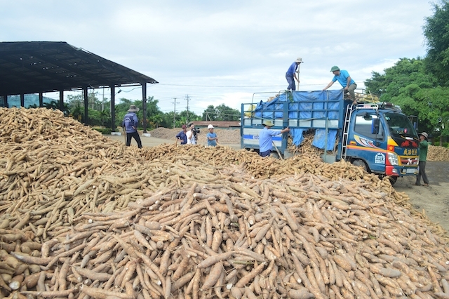 Nhân dân tệ mất giá, Trung Quốc giảm mua sắn Việt