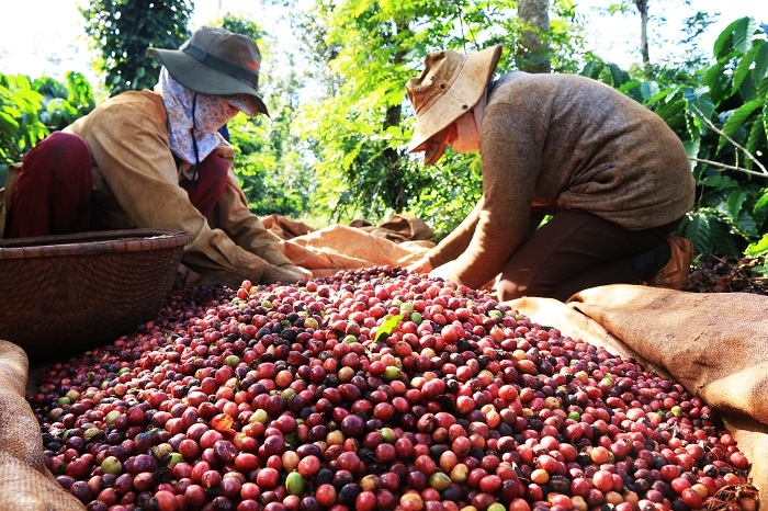 Cà phê thế giới thiết lập mặt bằng giá mới, giá nội địa cao kỷ lục