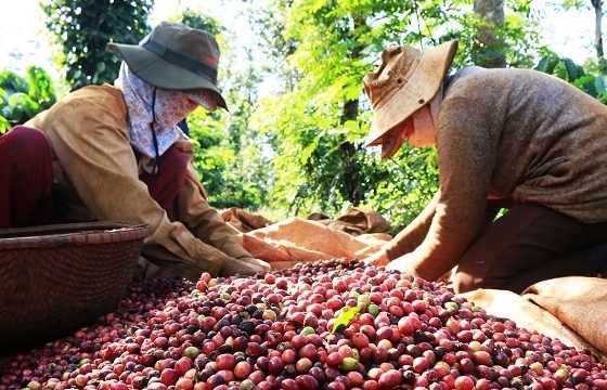 Cà phê thế giới thiết lập mặt bằng giá mới, giá nội địa cao kỷ lục