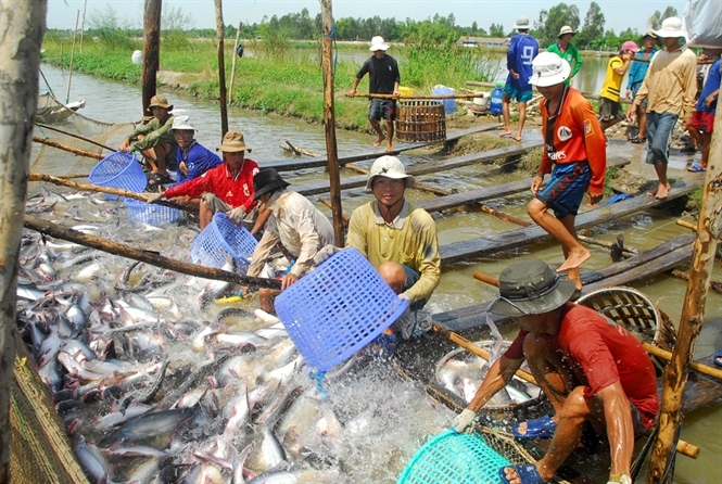 Hàng chục nghìn tấn cá tra không thu hoạch nổi vì quy định phòng dịch mỗi nơi một kiểu