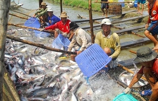 Hàng chục nghìn tấn cá tra không thu hoạch nổi vì quy định phòng dịch mỗi nơi một kiểu