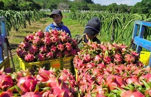 Trung Quốc thay đổi quyết liệt, bỏ "thói quen" buôn bán nông sản thời vụ