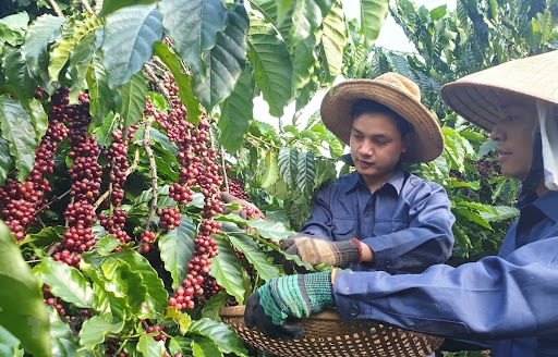 Bộ Công Thương “bày cách” tăng tốc xuất khẩu cà phê vào Bắc Âu