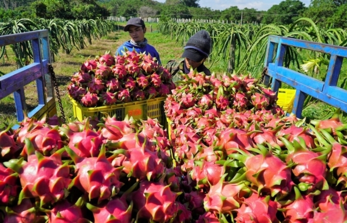 Trung Quốc thông báo tạm dừng thủ tục nhập khẩu thanh long từ Việt Nam